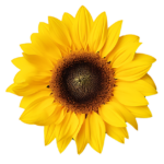 Girasoles