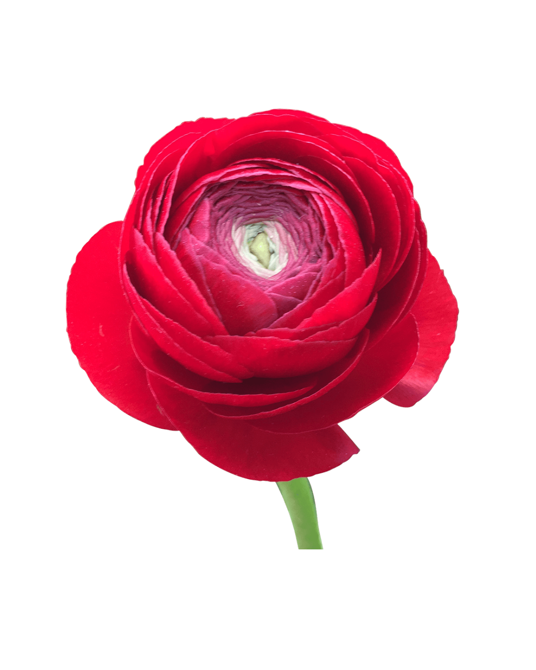 Ranuculo E Red Elegance Red - Image 1