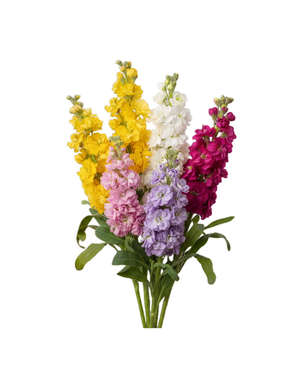 Alheli Mix Alheli Mix Color - Image 1