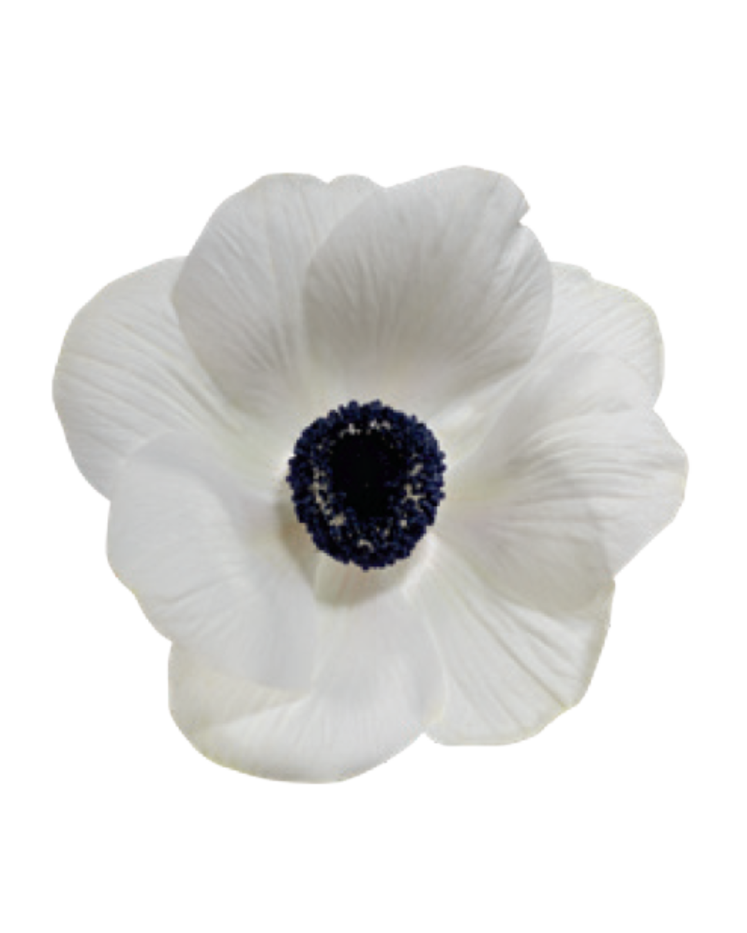 Anemonas White (1) Anemona White - Image 1