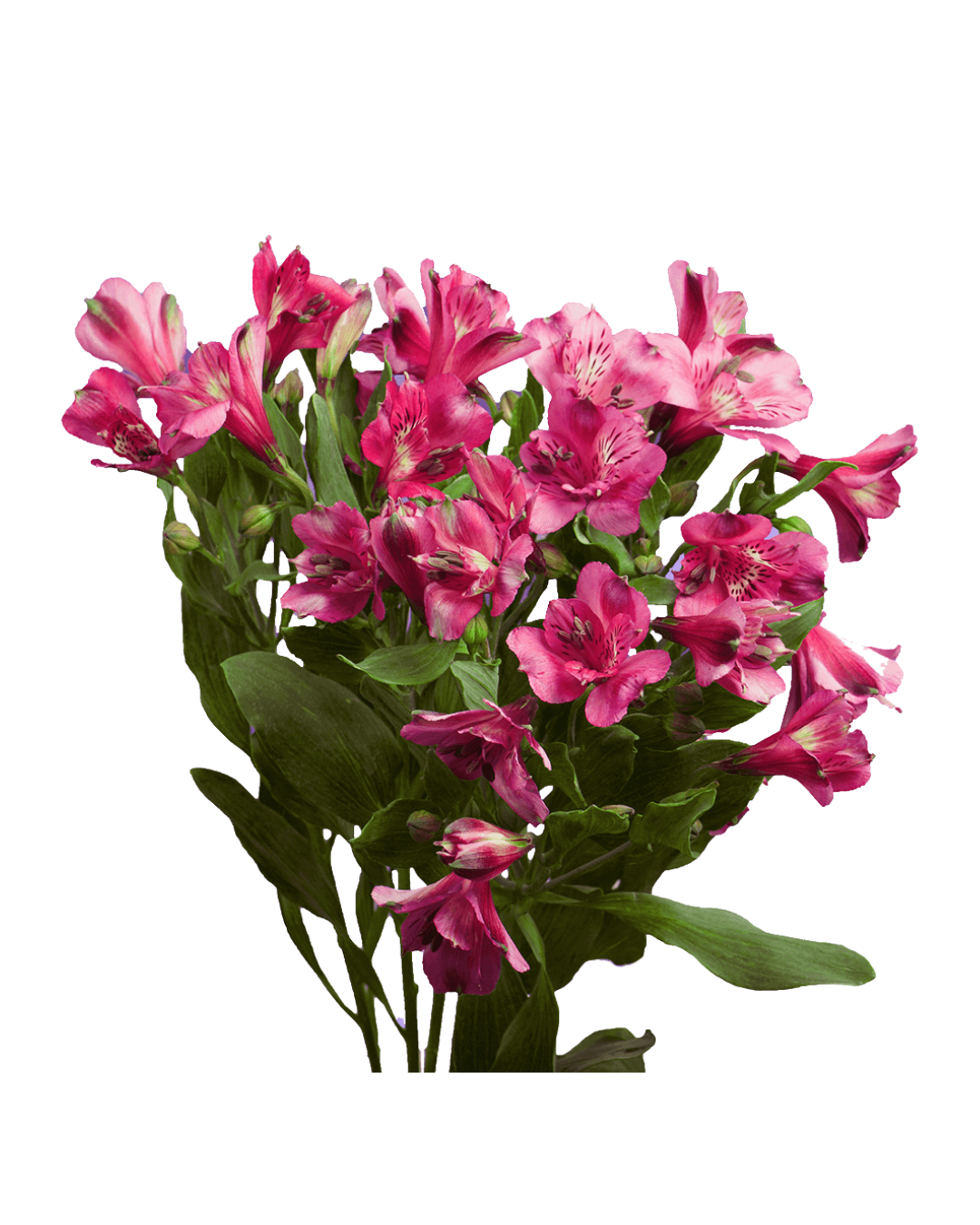 Astromelias Hot Pink Astromelias Hot Pink - Image 1