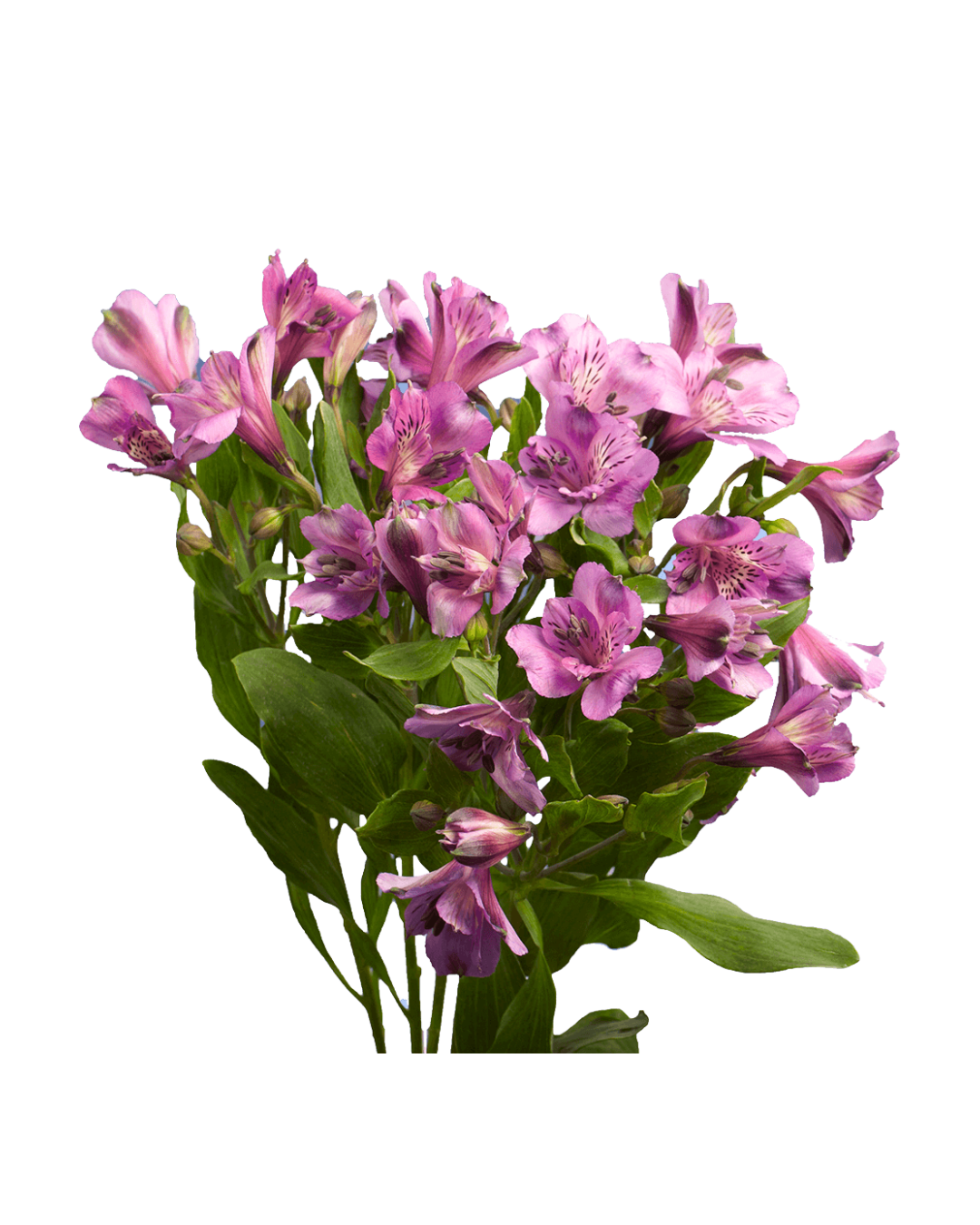 Astromelias Lavender Astromelias Lavender - Image 1