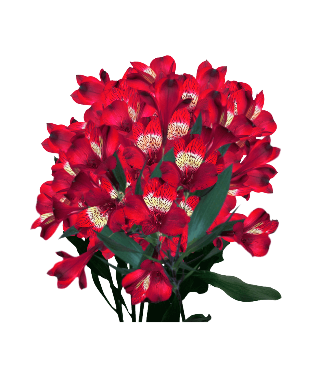 Astromelias Red Astromelias Red - Image 1