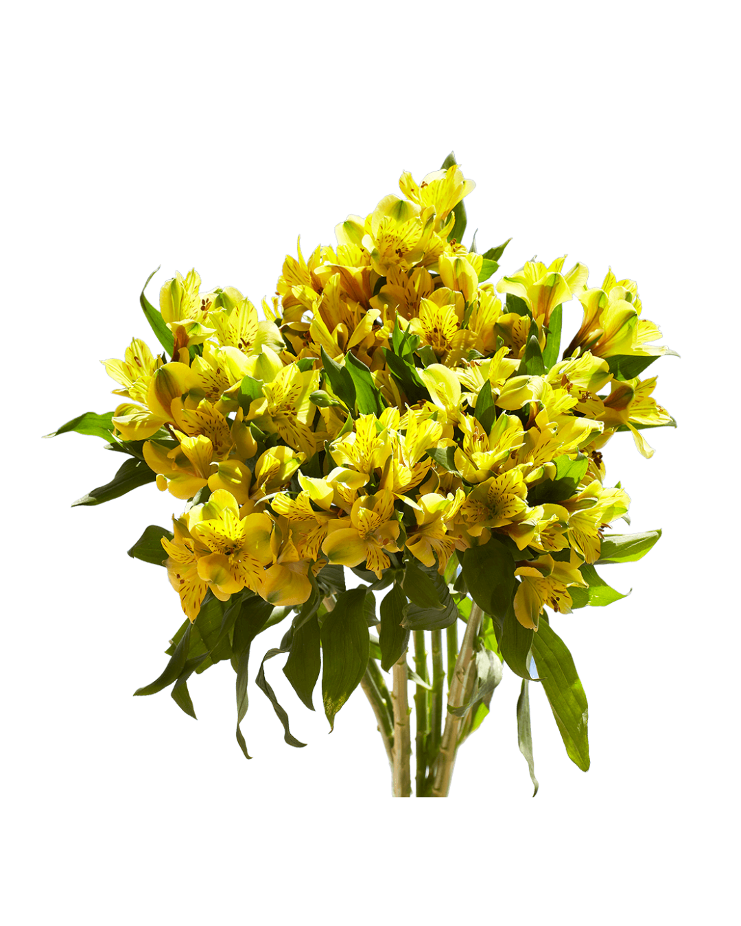 Astromelias Yellow Astromelias Yellow - Image 1