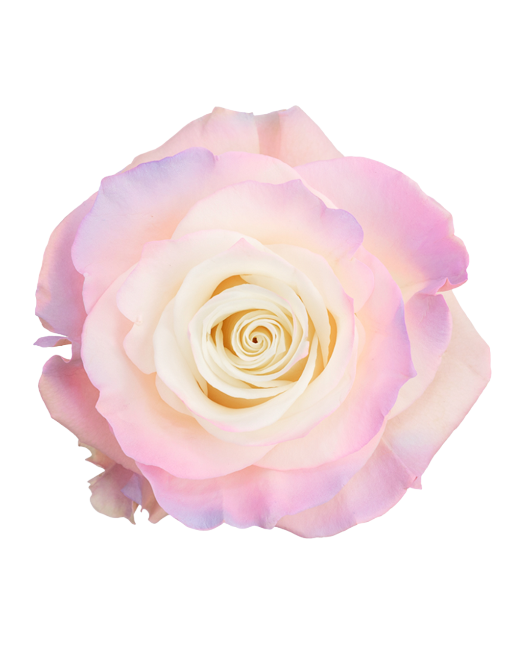 Baby pink Baby Pink - Image 1