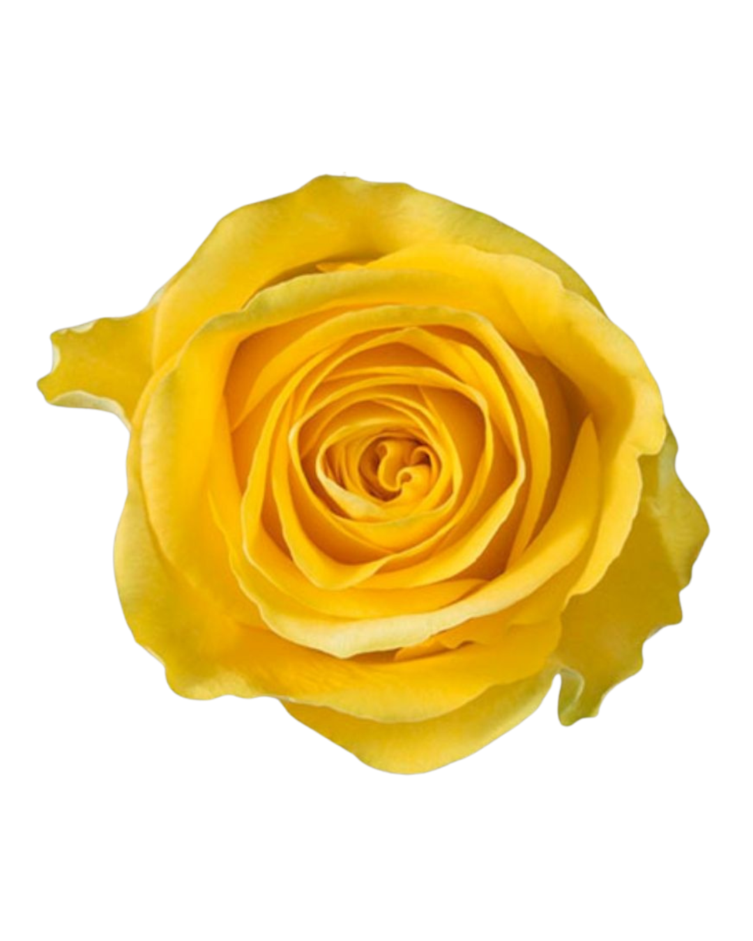 Brighton Brighton - Image 1