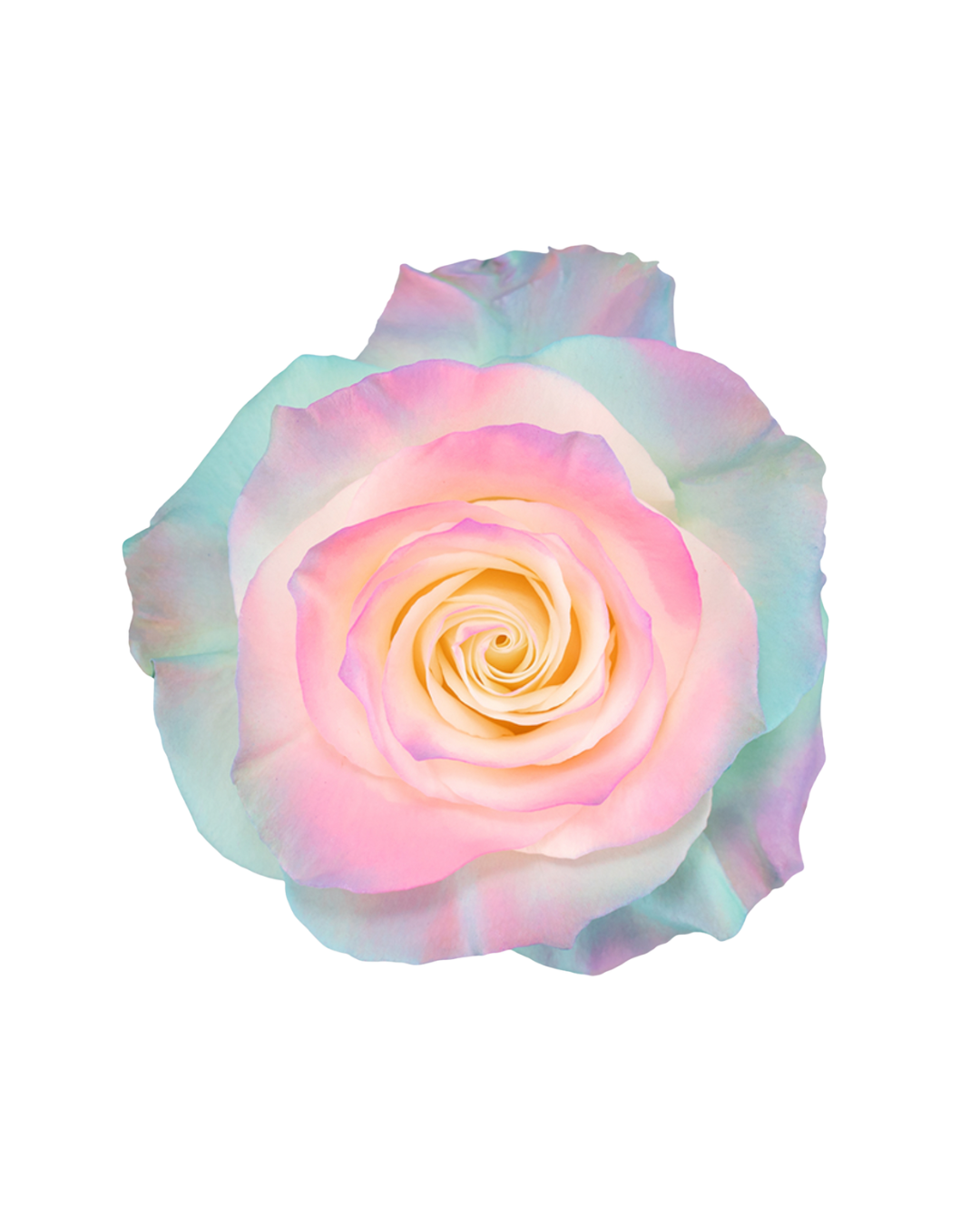 Bubble Gum Bubble Gum - Image 1