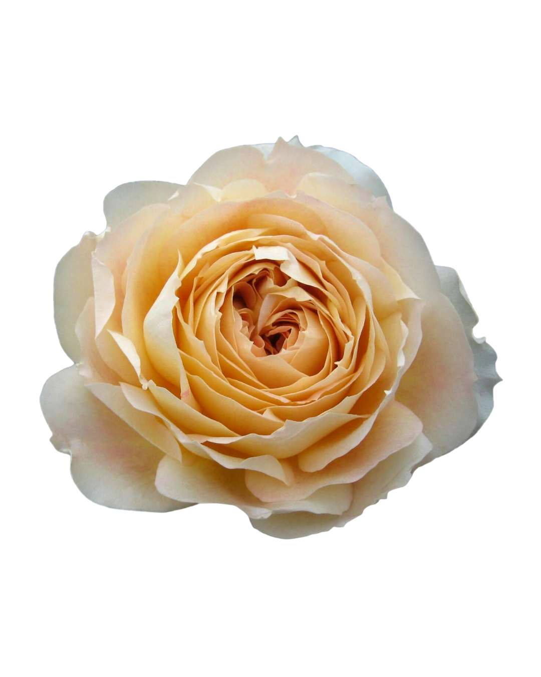 Caramel Caramel - Image 1