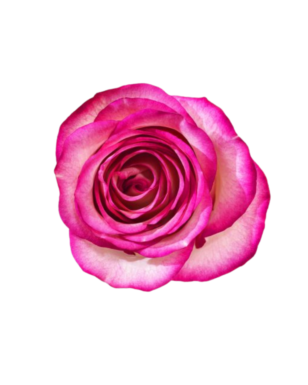 Carrousel Carrousel - Image 1