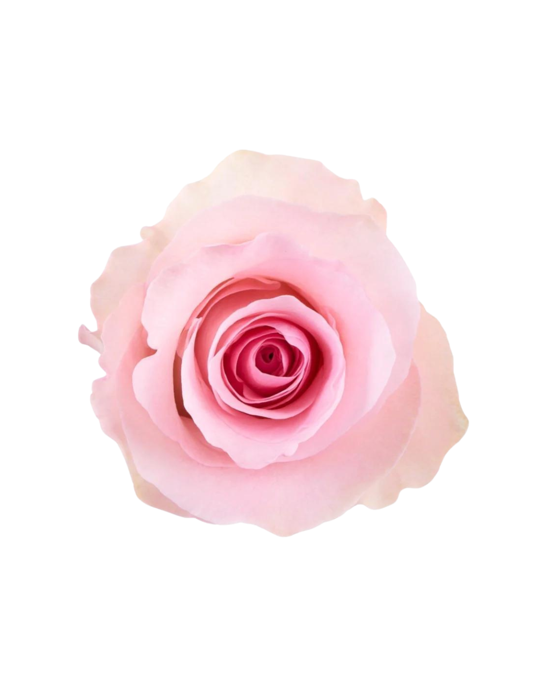 Chrysta Chrysta - Image 1