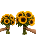 Girasoles - Image 2