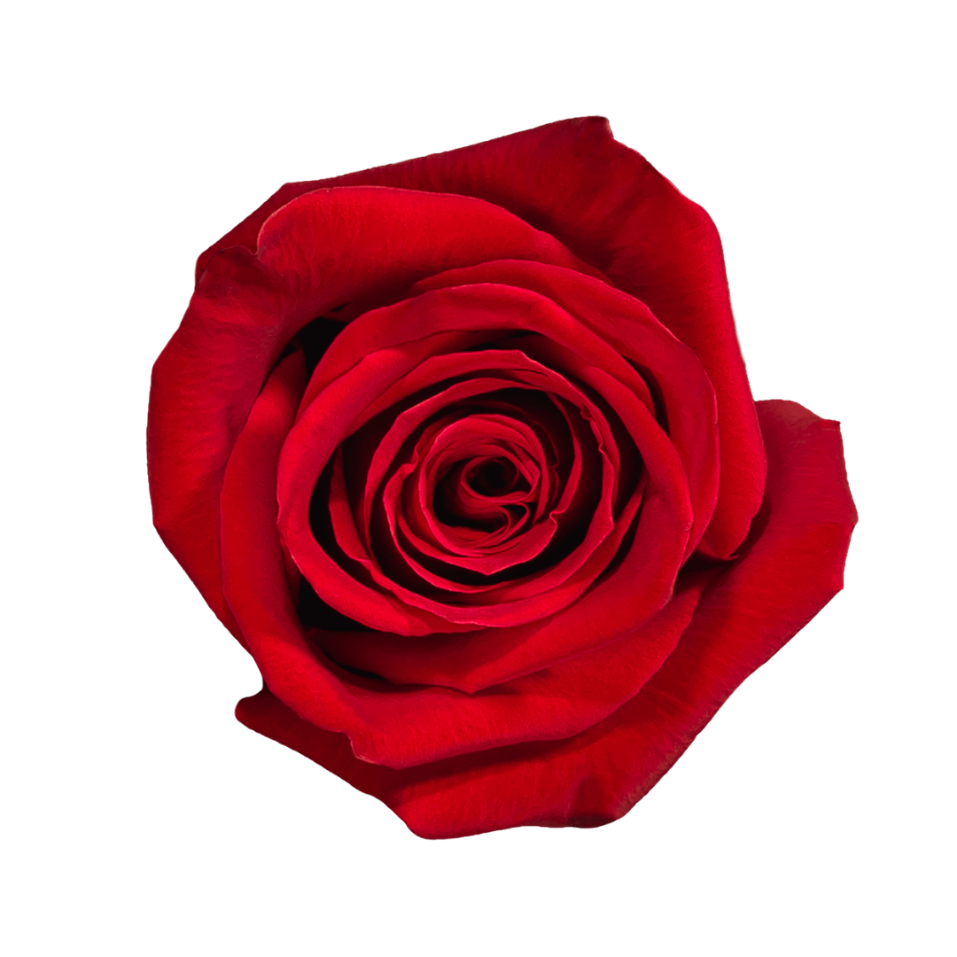 Elyra(2) Freedom - Image 1