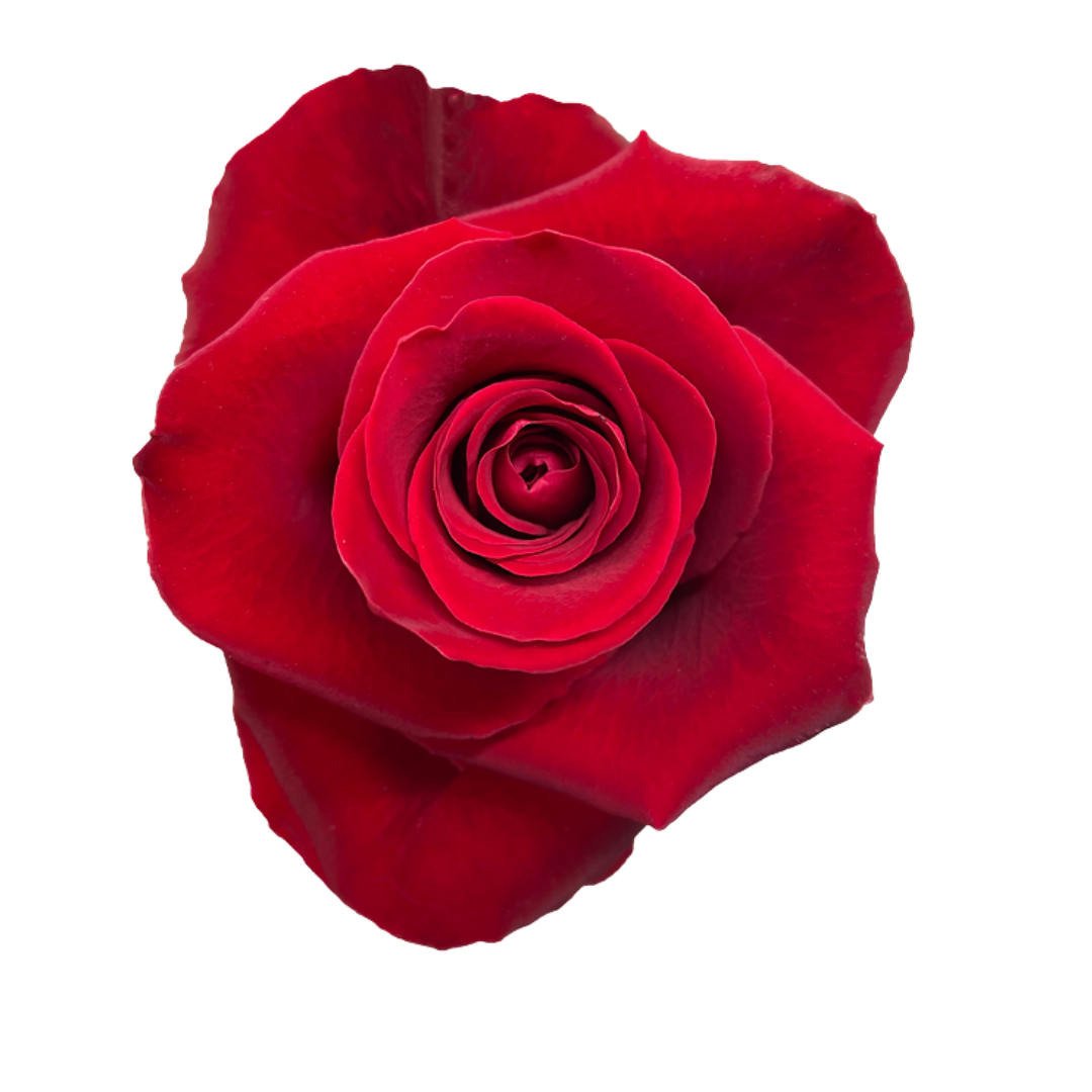 Elyra(5) Fortune - Image 1