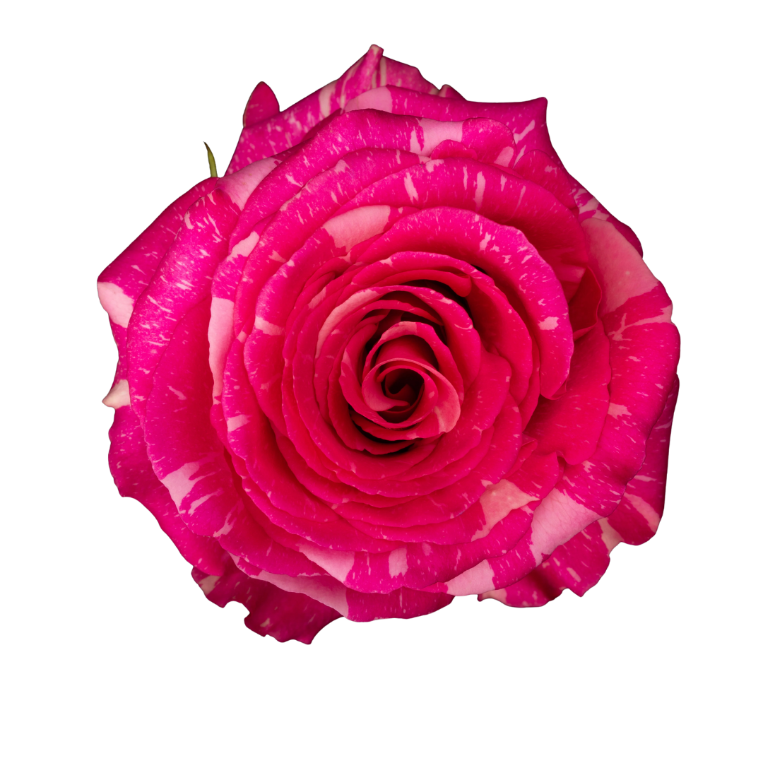 Elyra(6) Pandora - Image 1