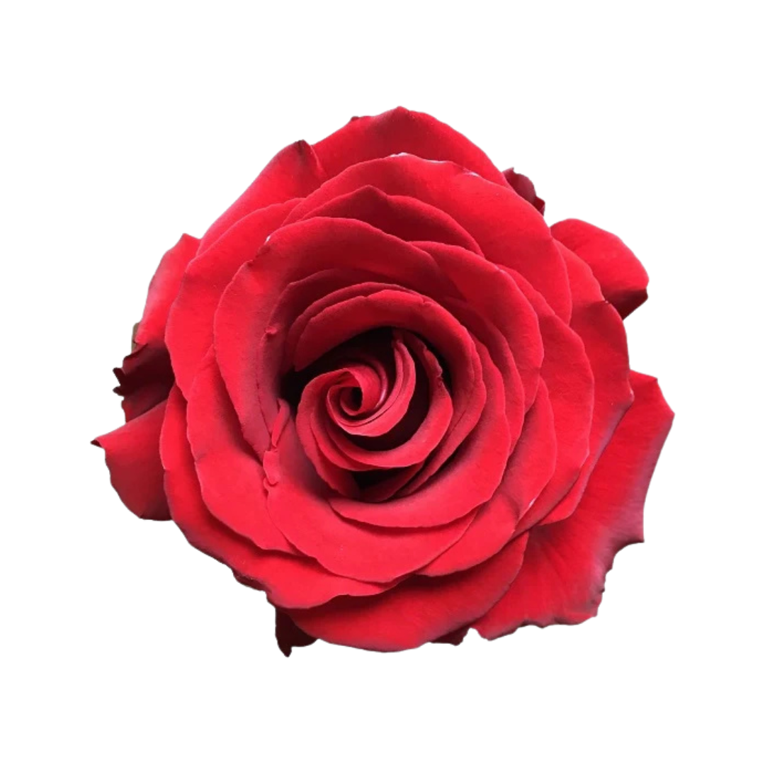 Elyra(7) Sexy Red - Image 1