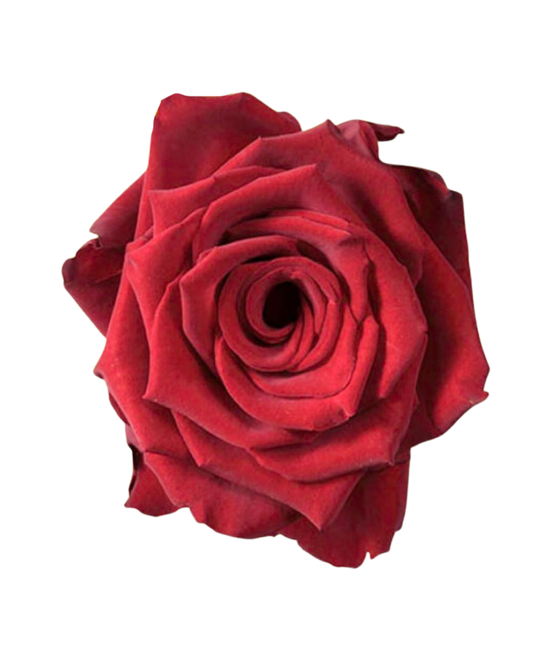 Explorer (1) Explorer - Image 1