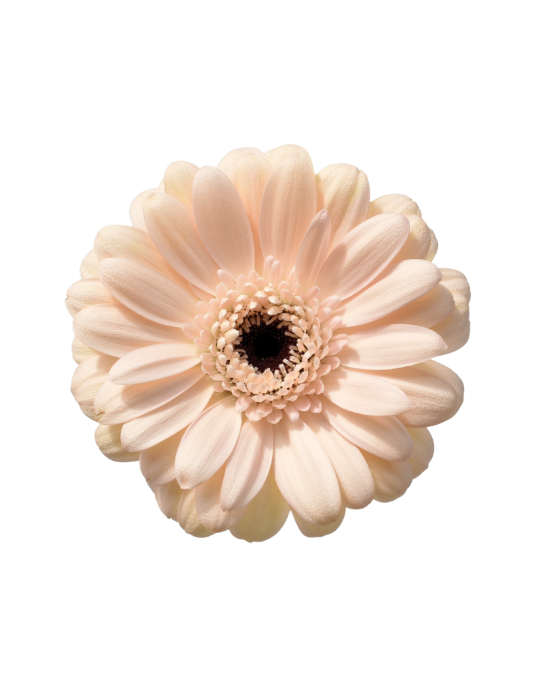 Gerbera Peach Peach - Image 1