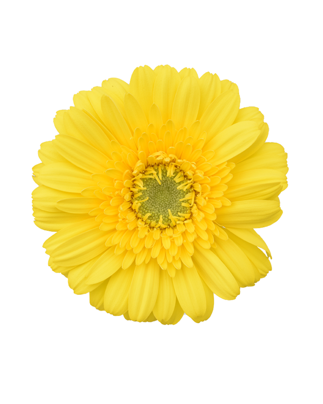 Gerbera Yellow Yellow - Image 1