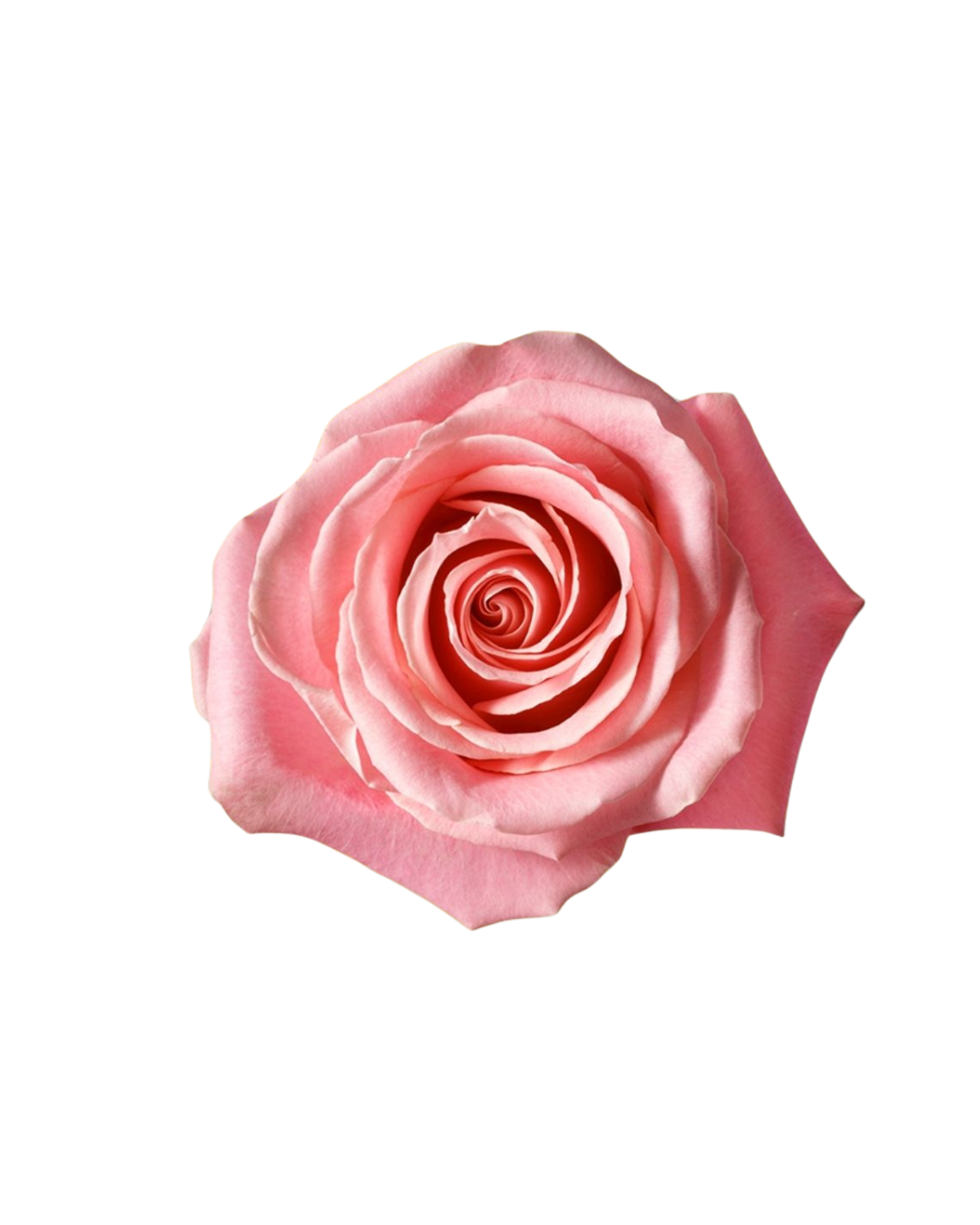 Hermosa Hermosa - Image 1