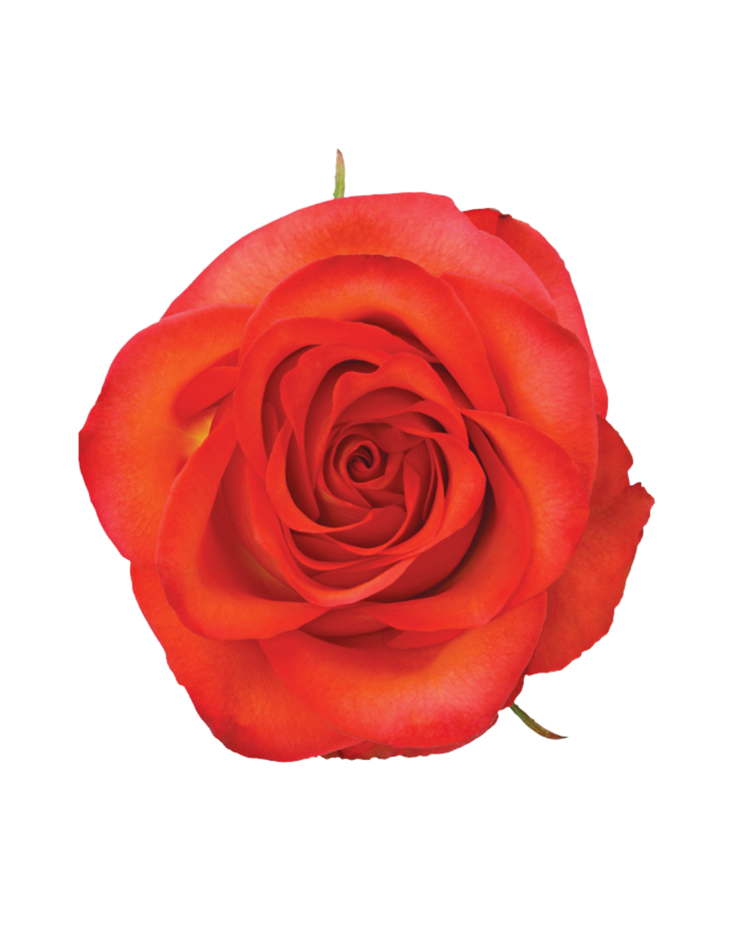 High Orange High Orange - Image 1