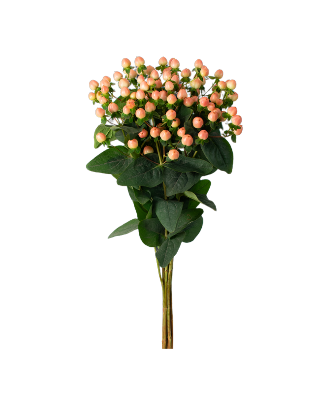 Hypercum Magical Magnestic Pink Hypericum Magical Magnestic Pink - Image 1