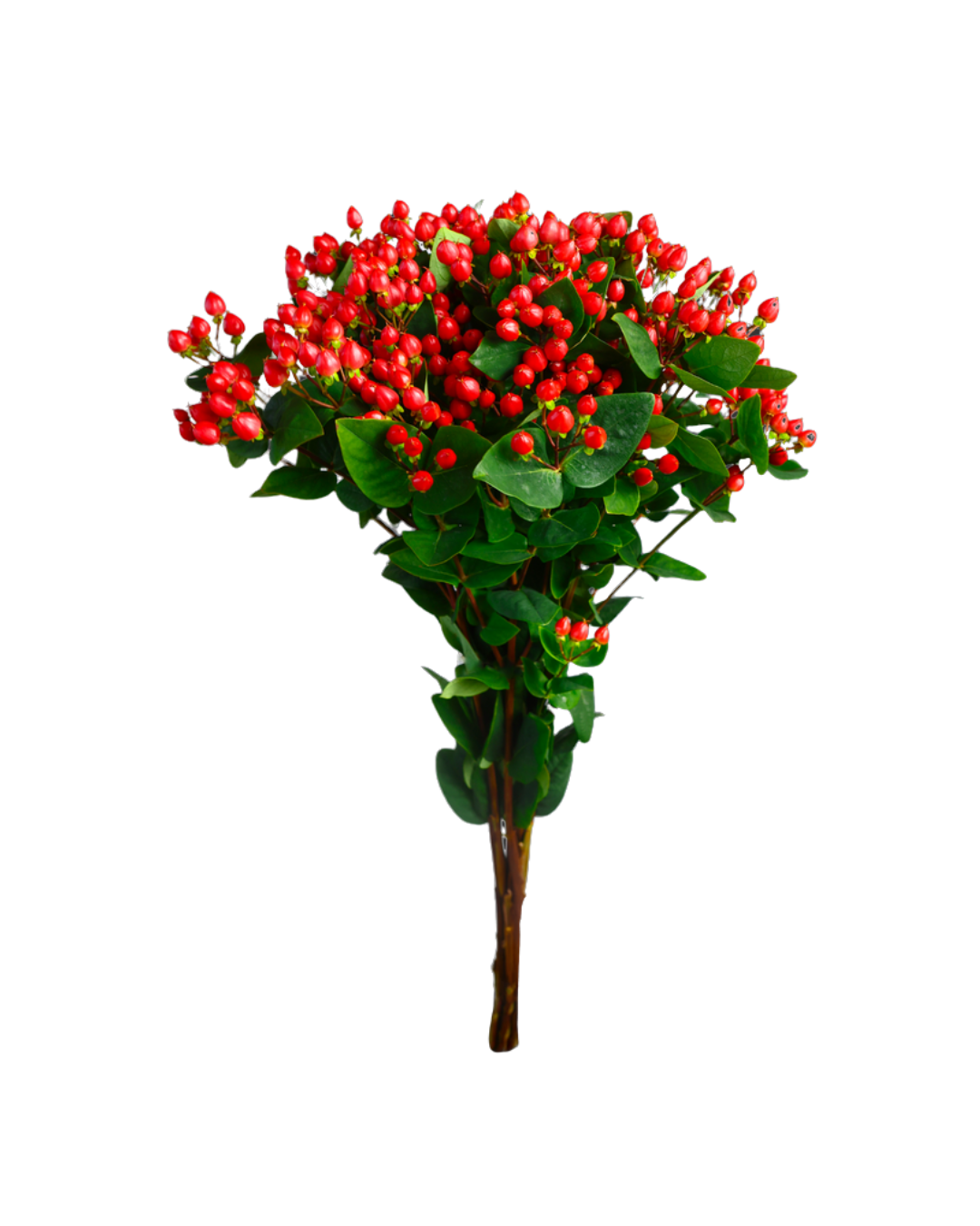 Hypericum Magical Red Hypericum Magical Red - Image 1