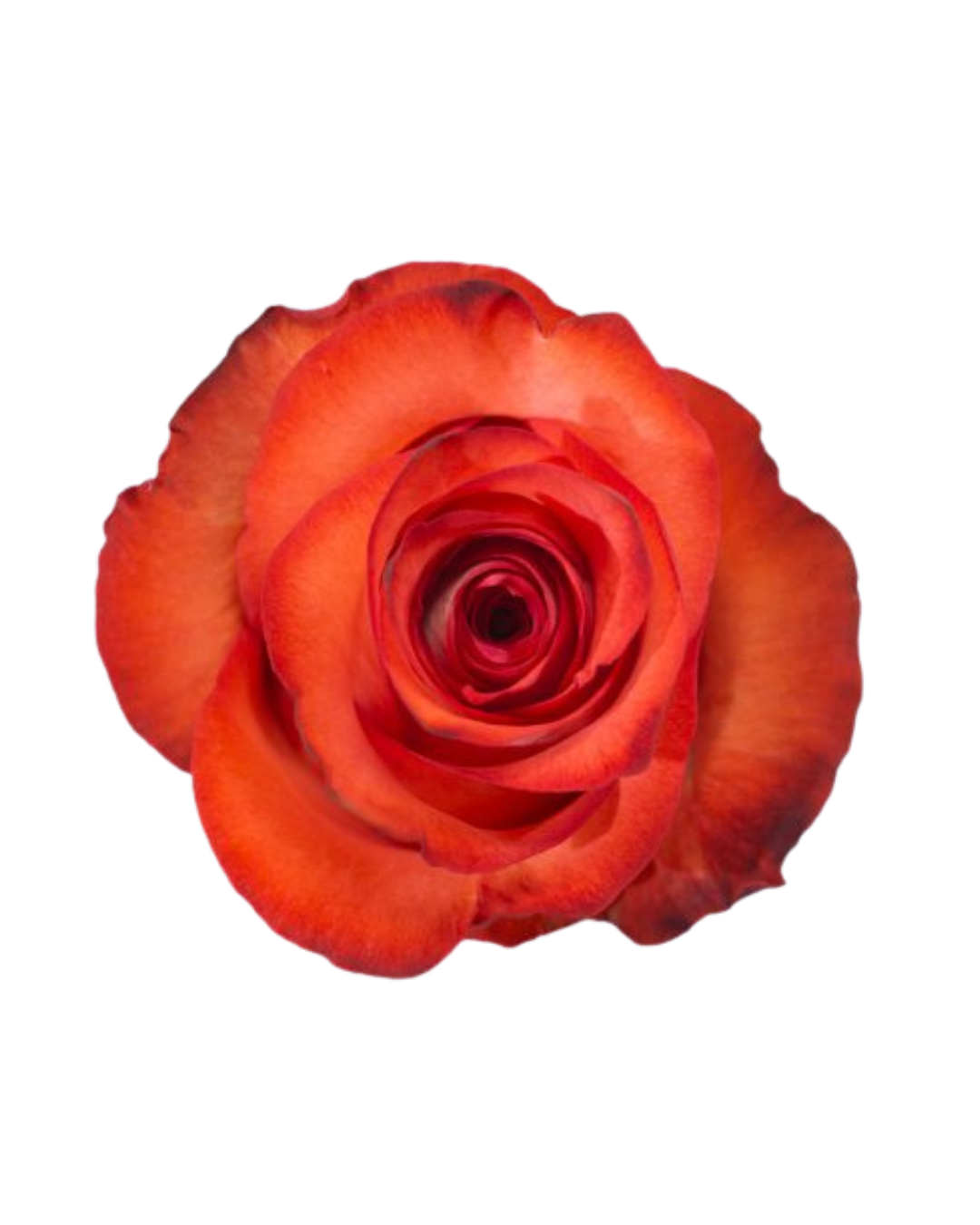 Iguana Iguana - Image 1