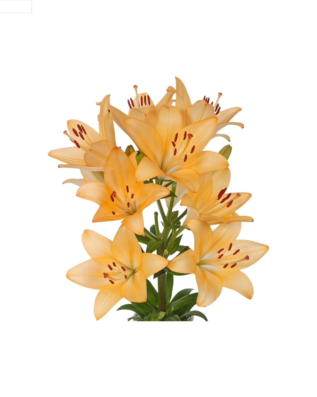 Lirio A Peach (1) Asiáticos Peach - Image 1