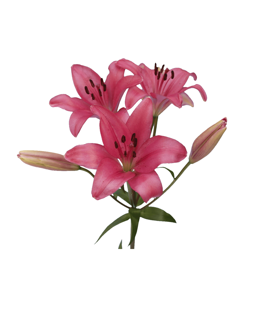 Lirios Hot Pink Asiáticos Hot Pink - Image 1