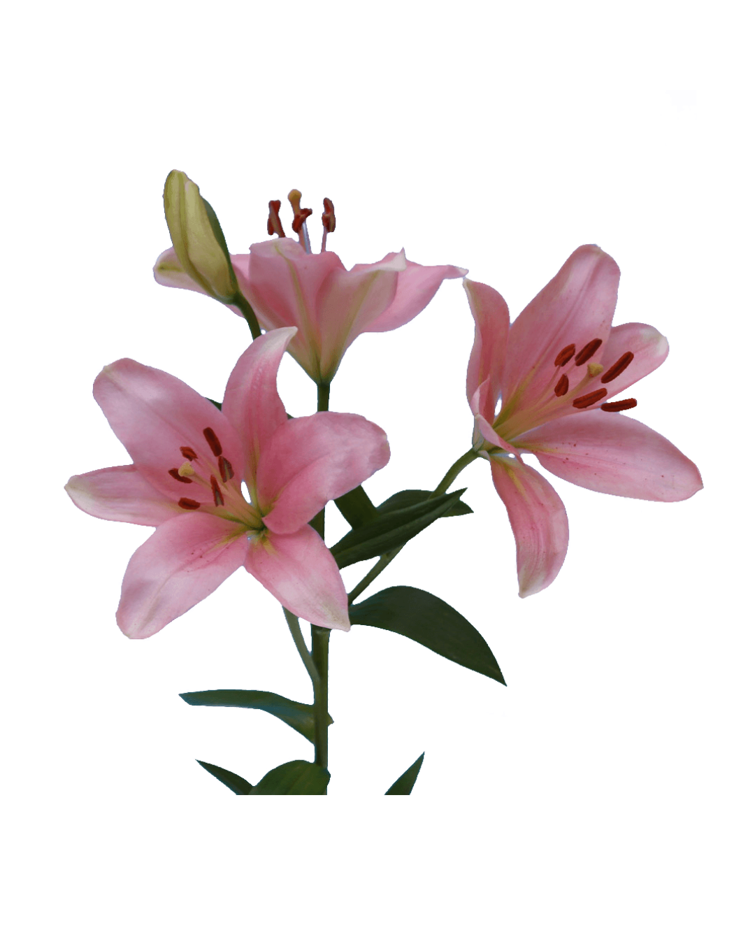 Lirios Light Pink Asiáticos Light Pink - Image 1