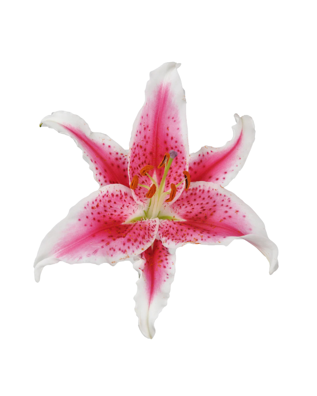 Lirios O Hot Pink (1) Orientales Hot Pink - Image 1