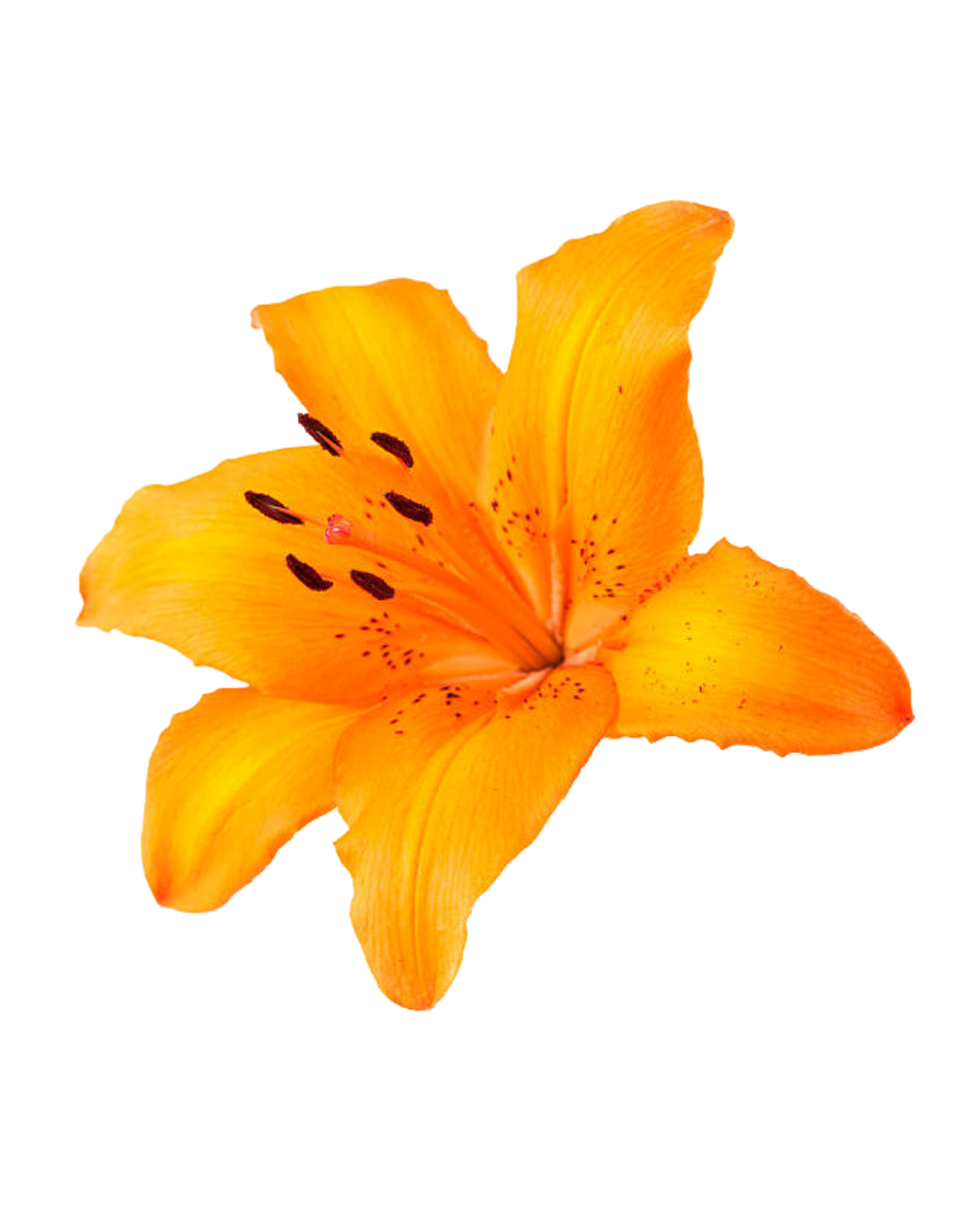 Lirios O Orange Orientales Orange - Image 1