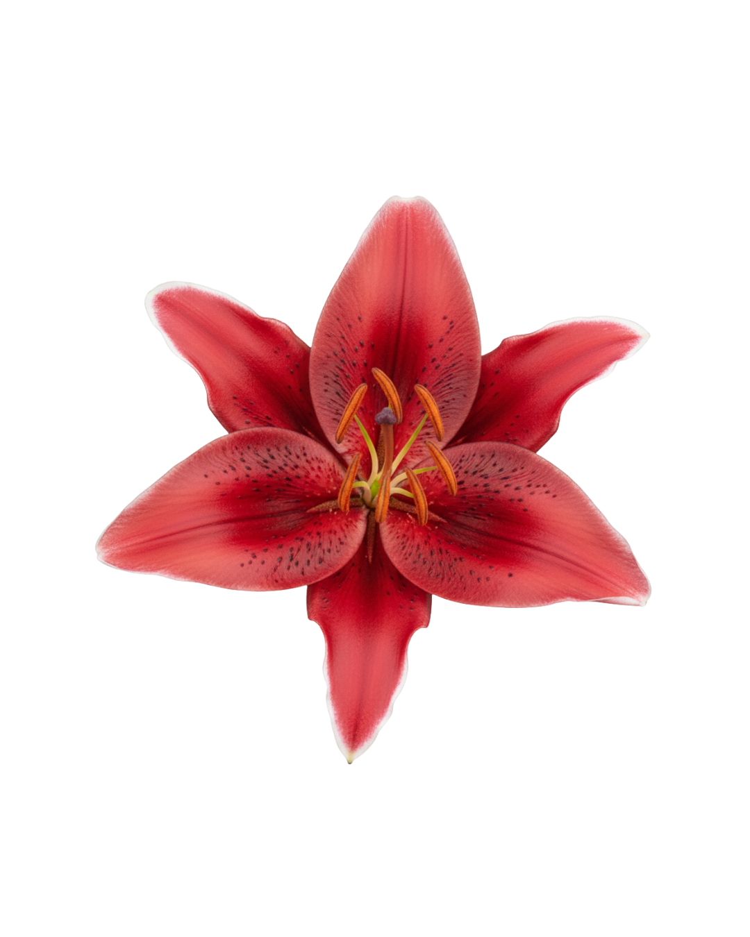 Lirios O Red Orientales Red - Image 1