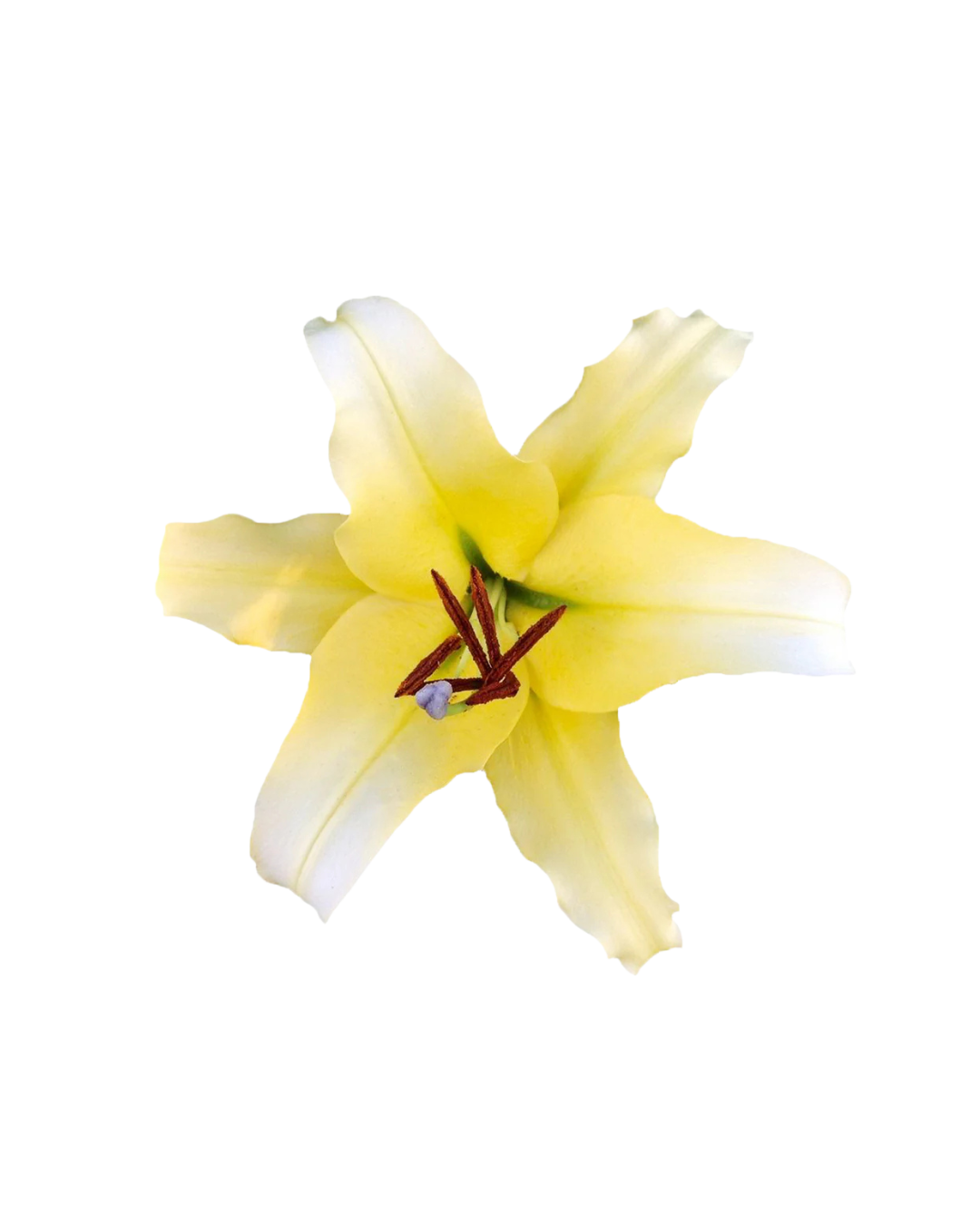 Lirios O Yellow Orientales Yellow - Image 1