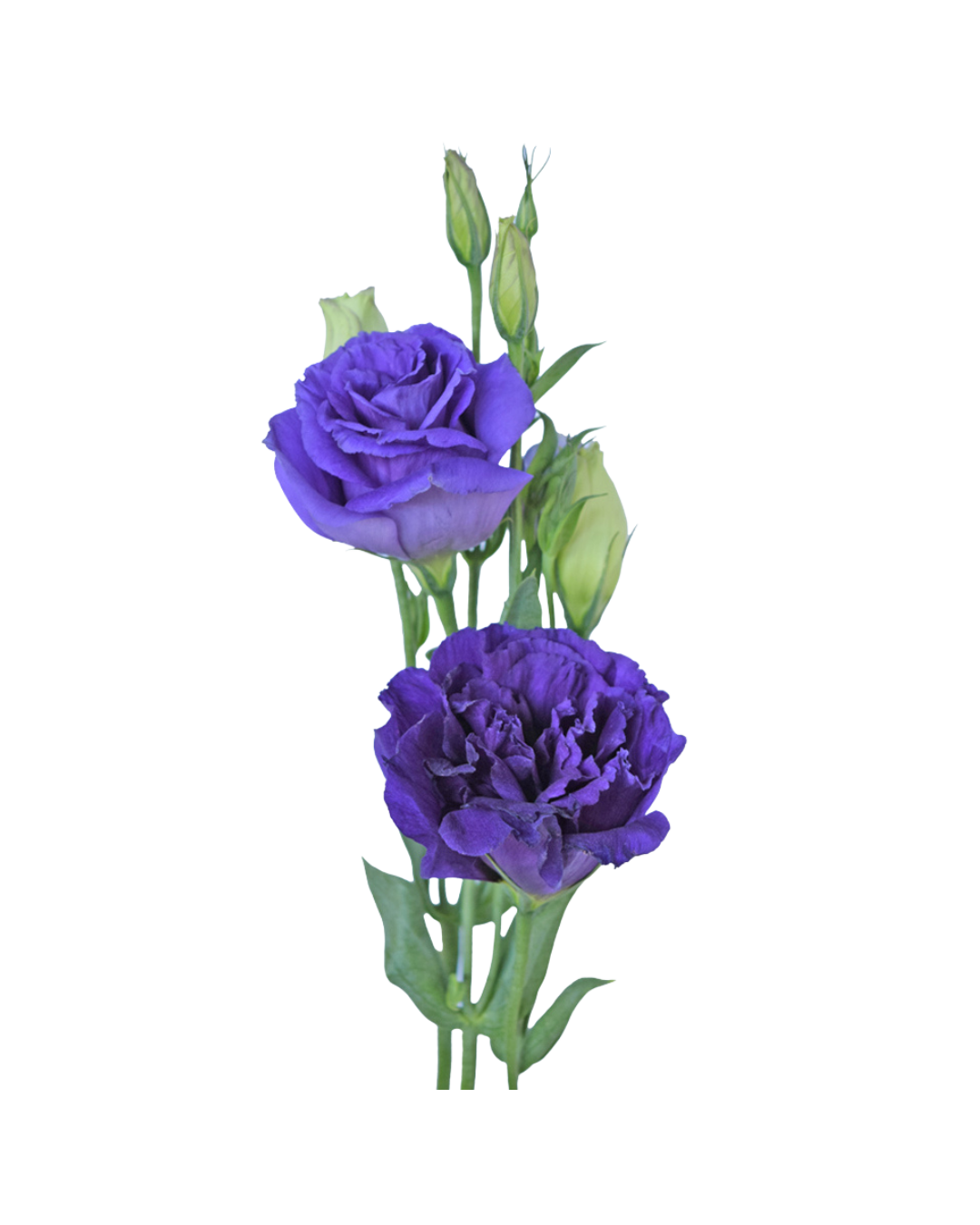 Lisianthus blue Lisianthus Blue - Image 1