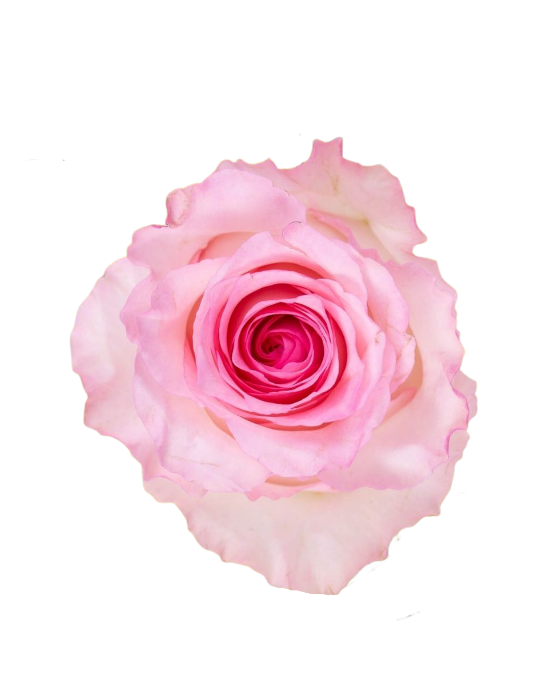 Mandala Mandala - Image 1