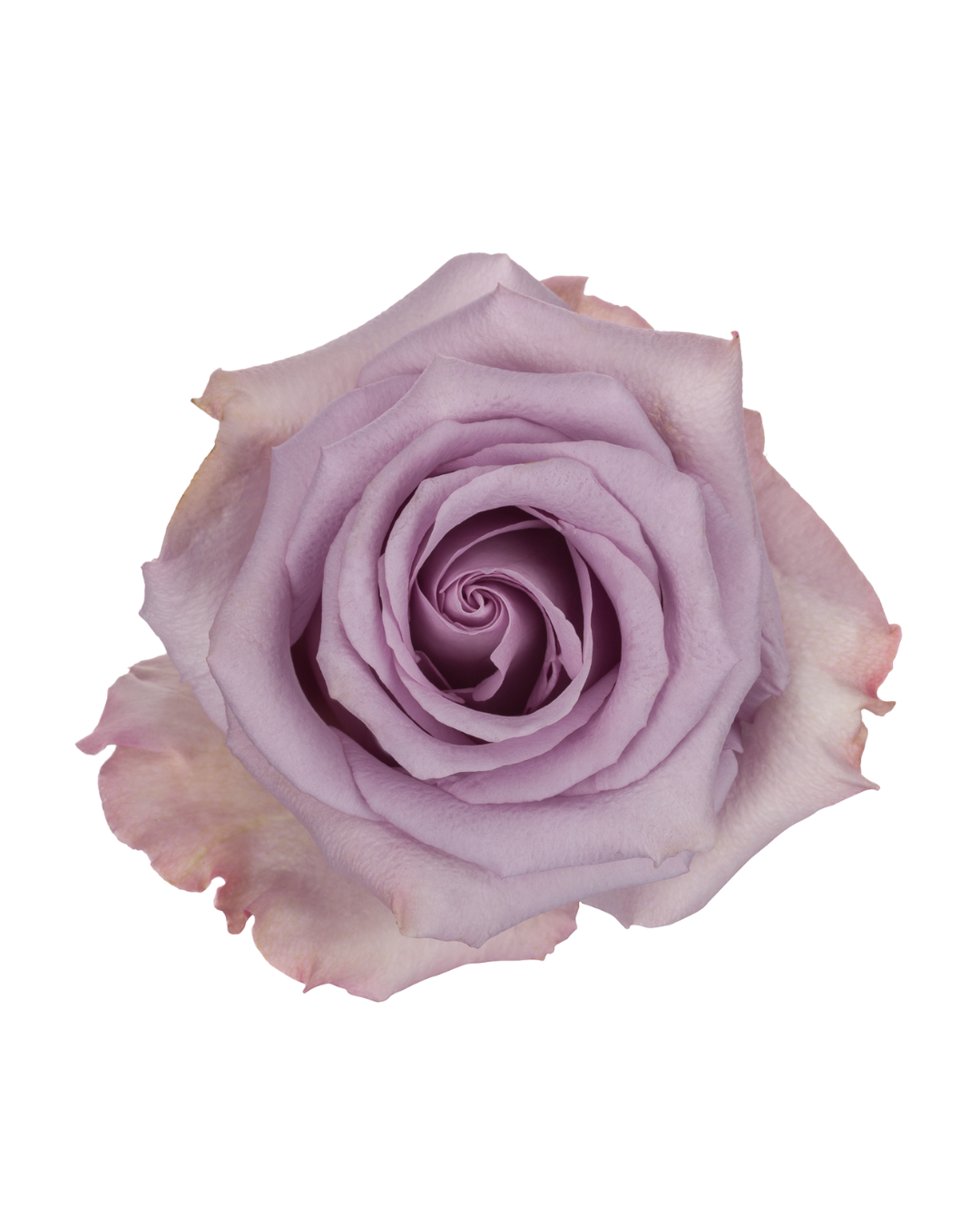 Ocean Song Ocean Song - Image 1