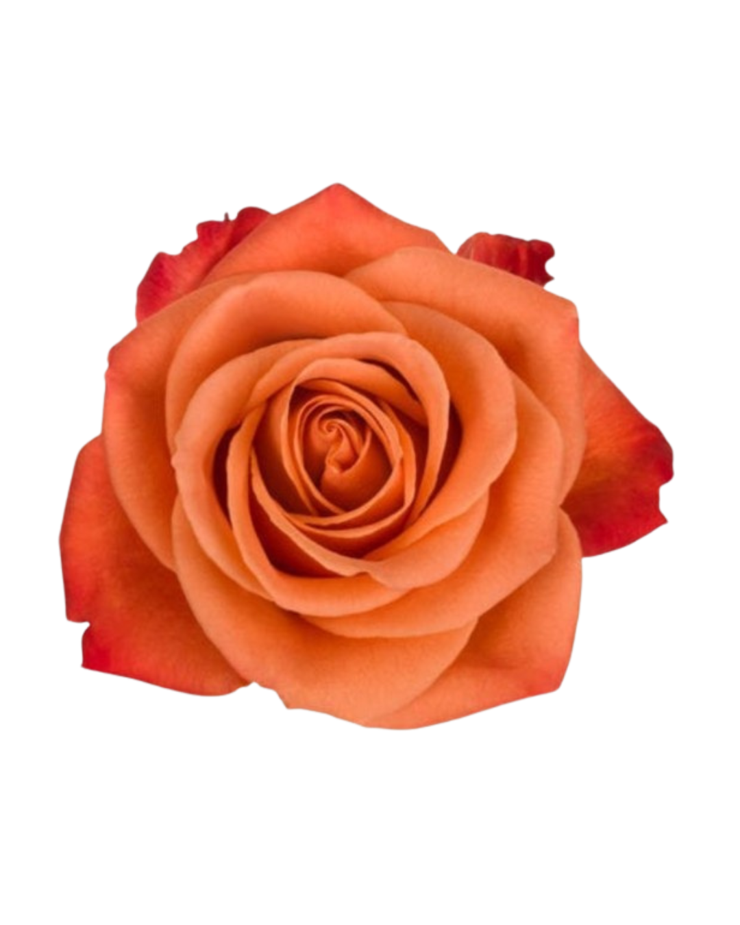 Orange Crush Orange Crush - Image 1