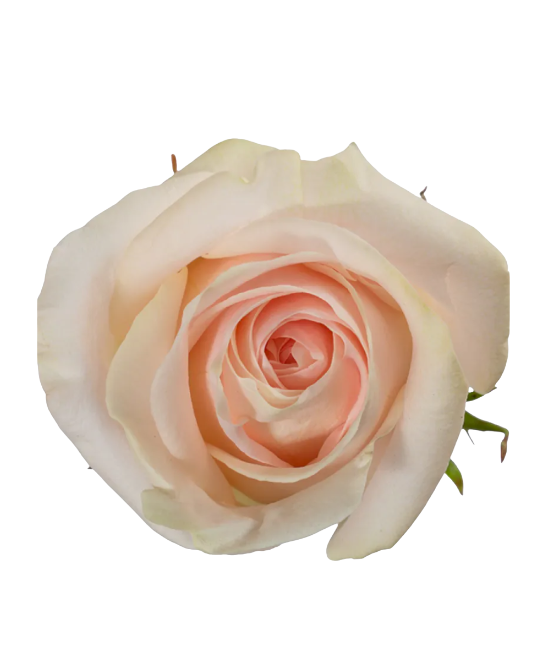 Pastella Pastella - Image 1