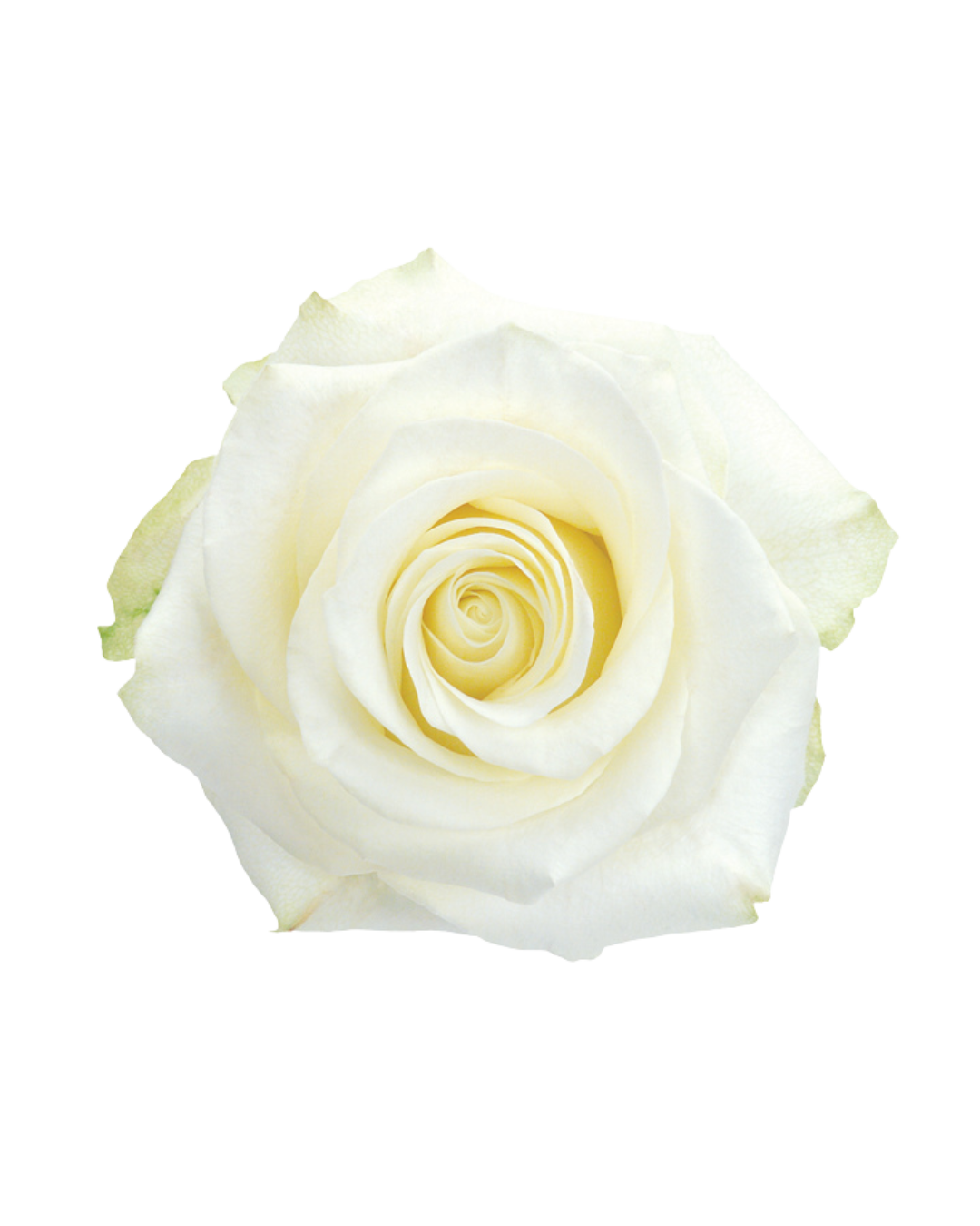 Polar Star Polar Star - Image 1