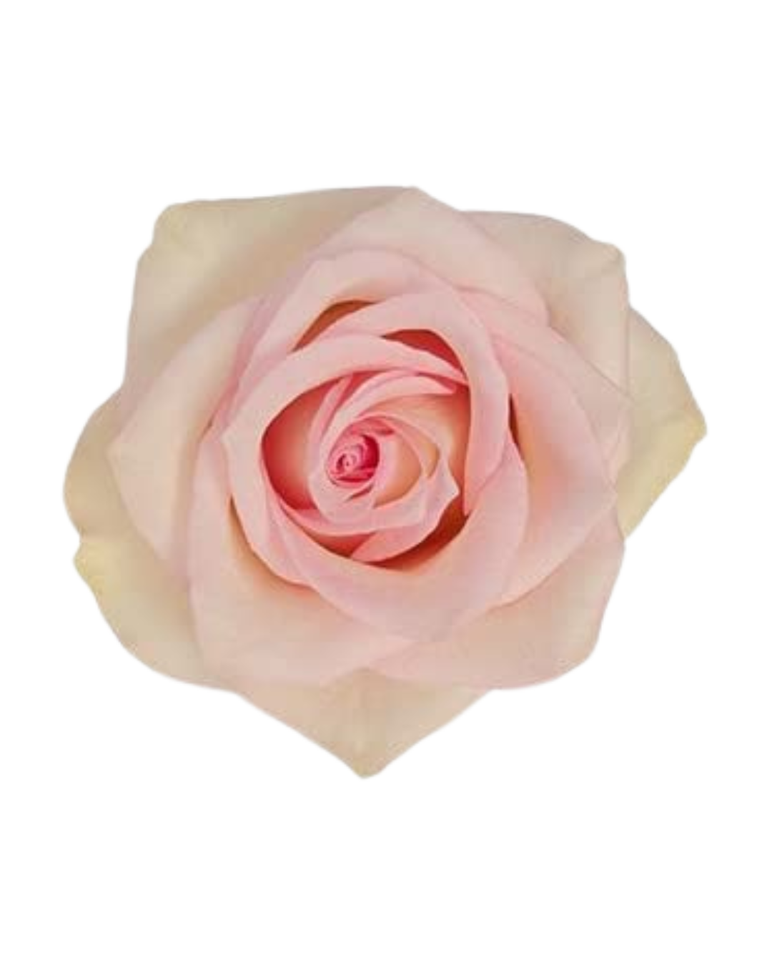 Ragazza Ragazza - Image 1