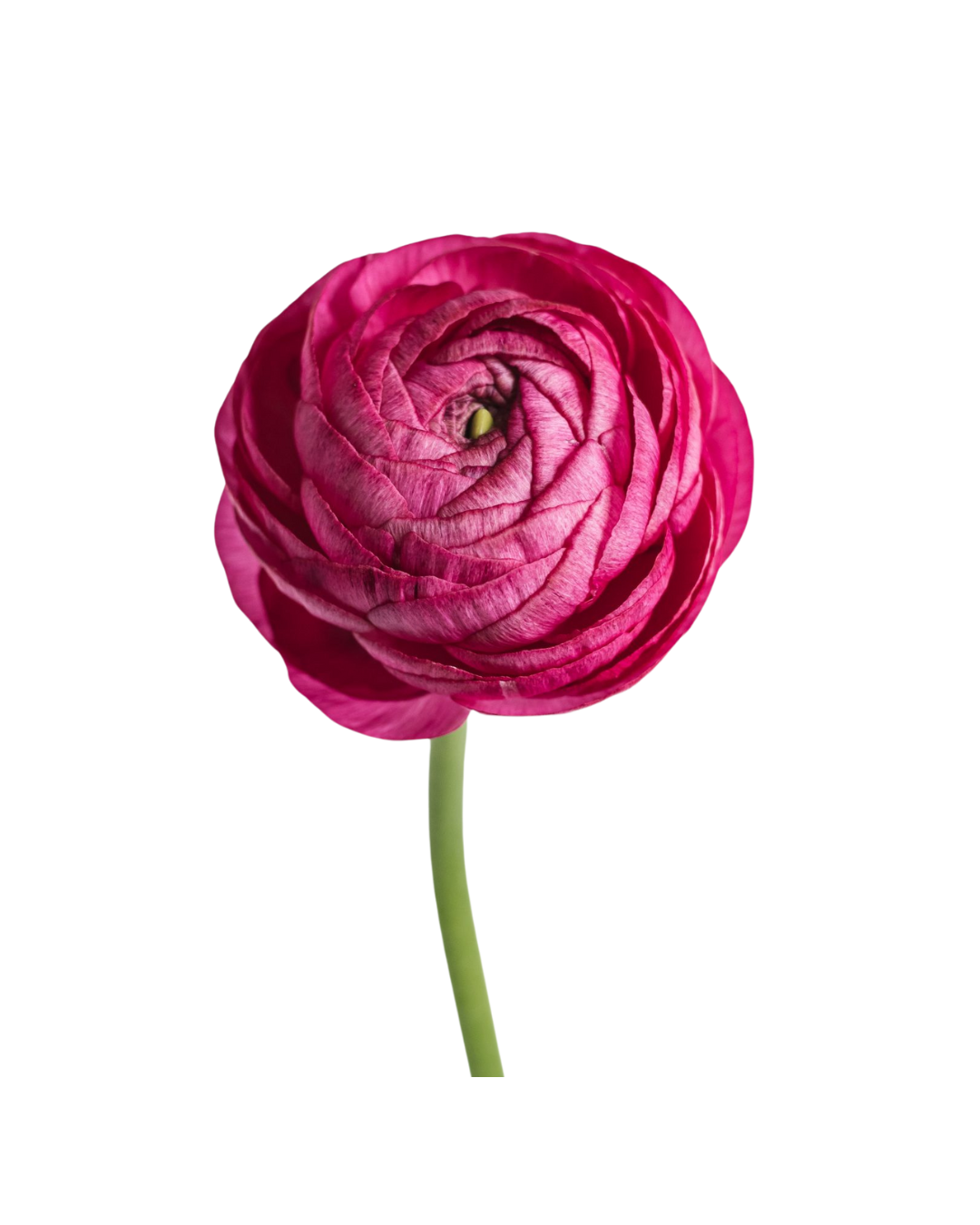 Ranuculo E Hot pink Elegance Hot Pink - Image 1