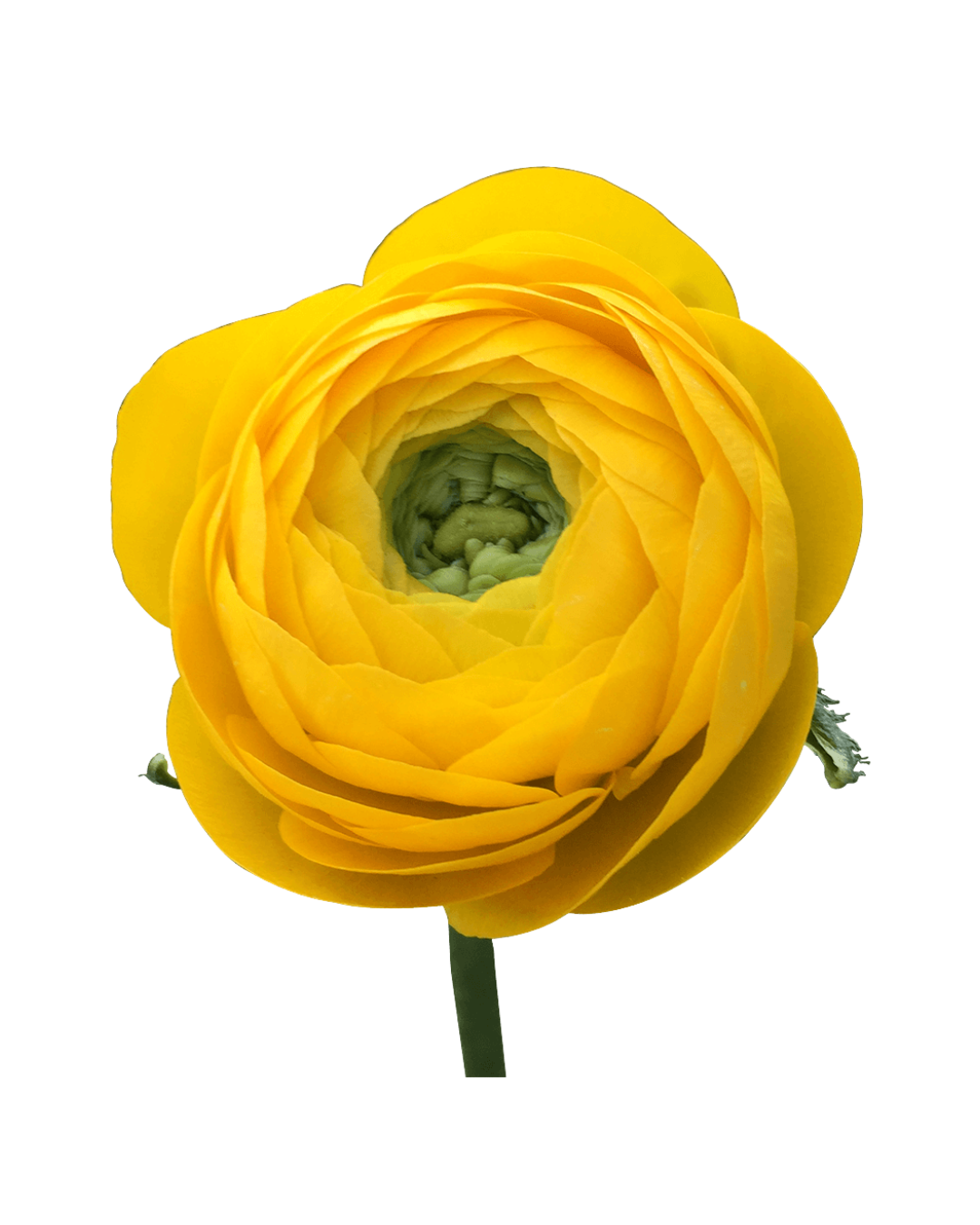 Ranuculo E Yellow Elegance Yellow - Image 1