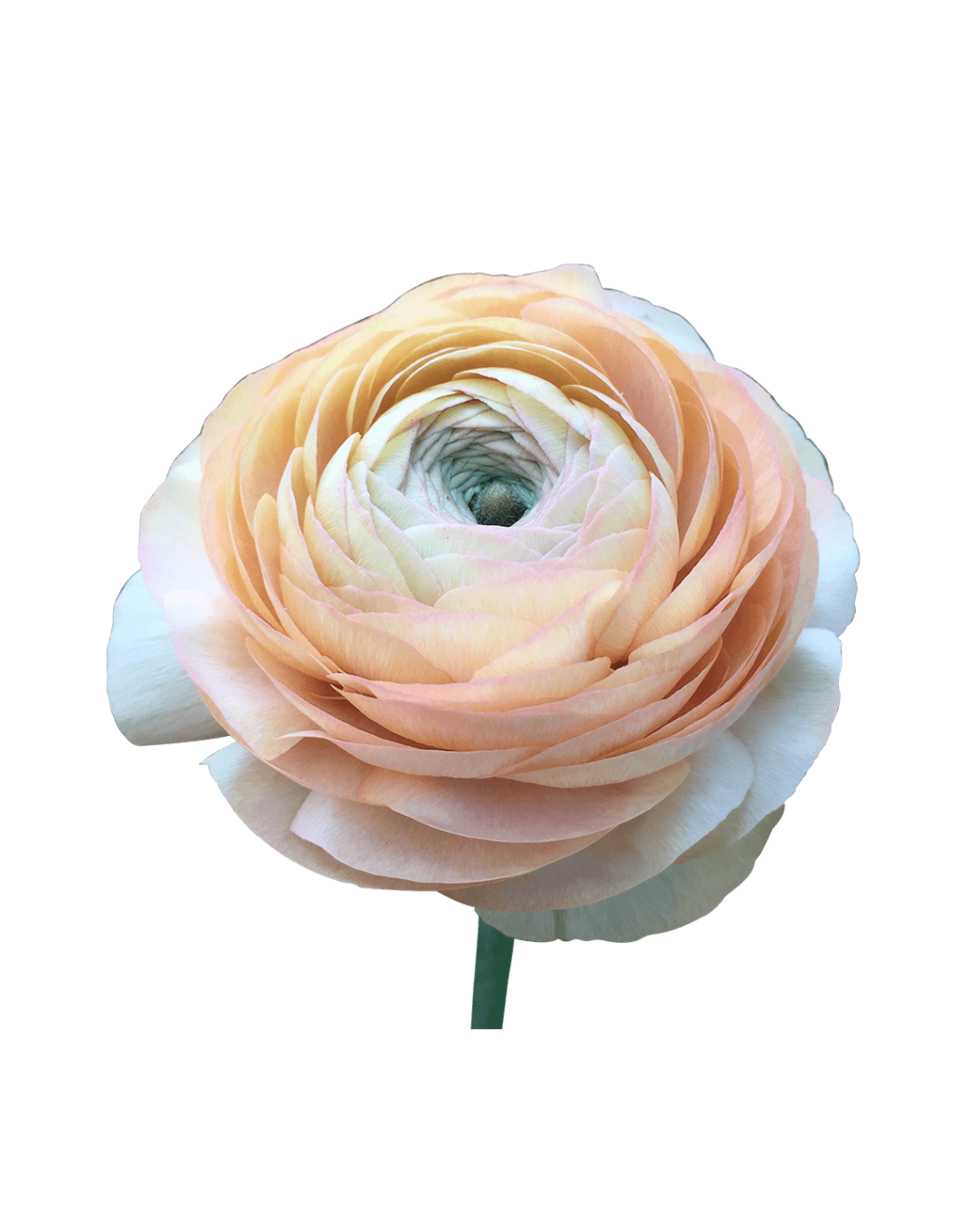 Ranuculos E Peach Elegance Peach - Image 1