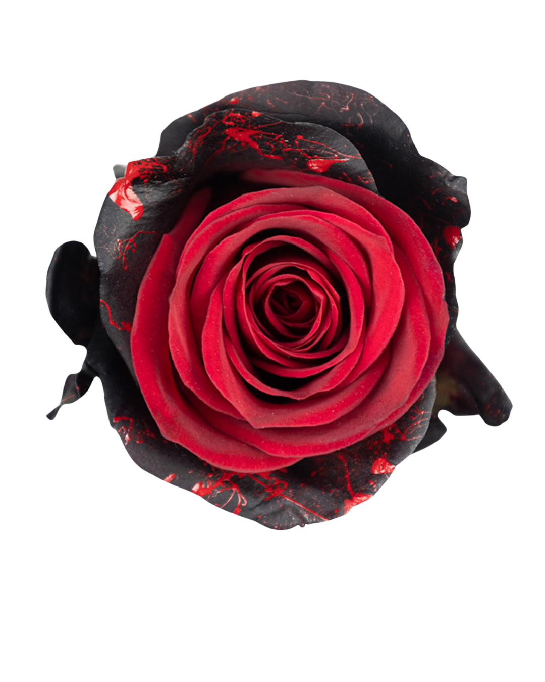 Red Splash Red Splash - Image 1