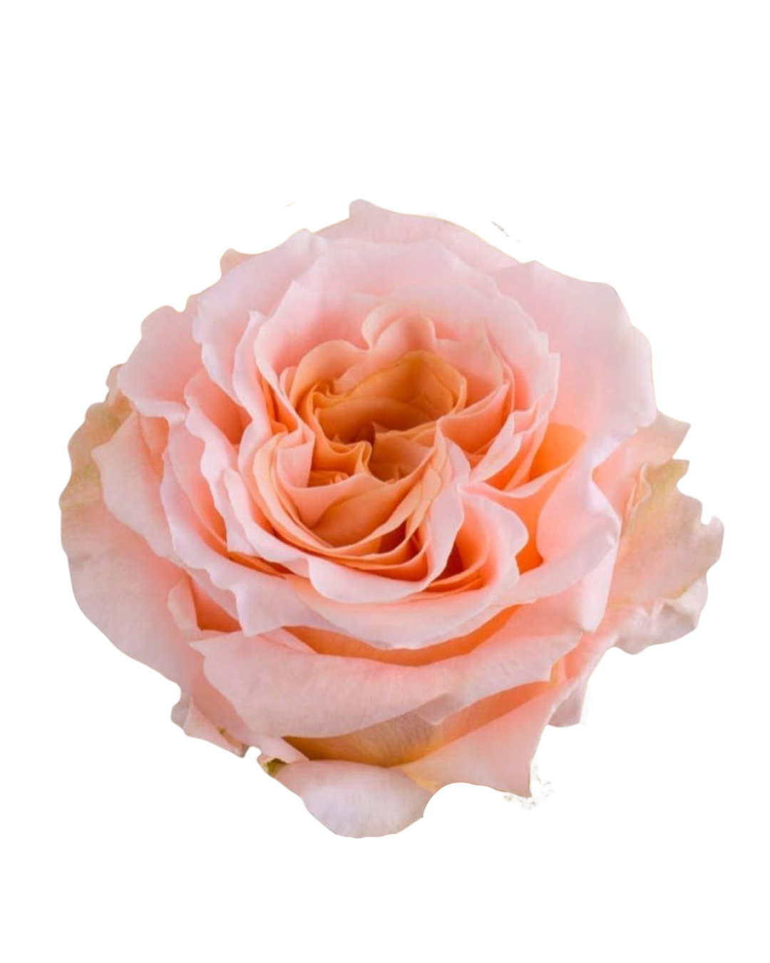 Shimmer Shimmer - Image 1