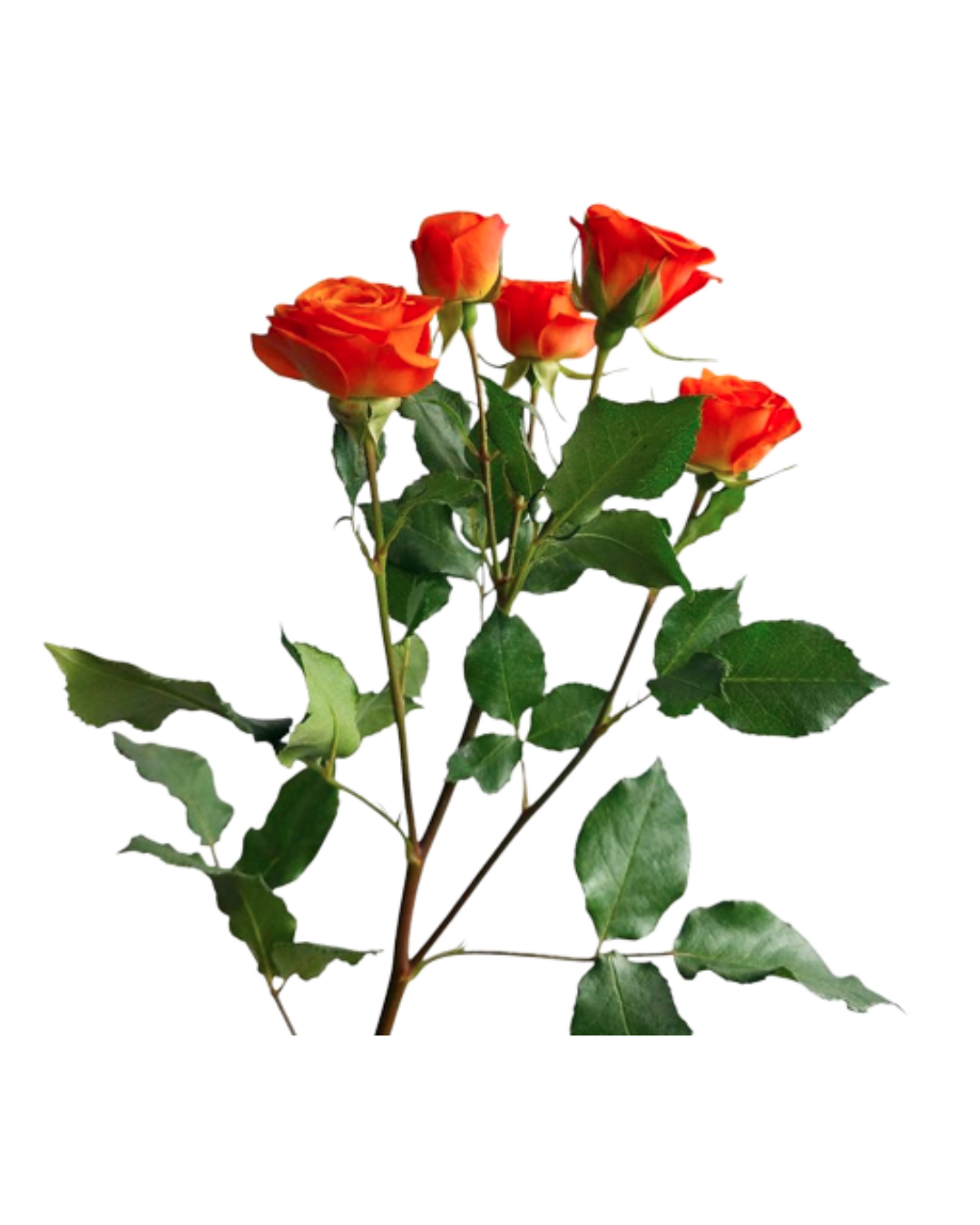 Spray Roses Orange Spray Roses Orange Babe - Image 1