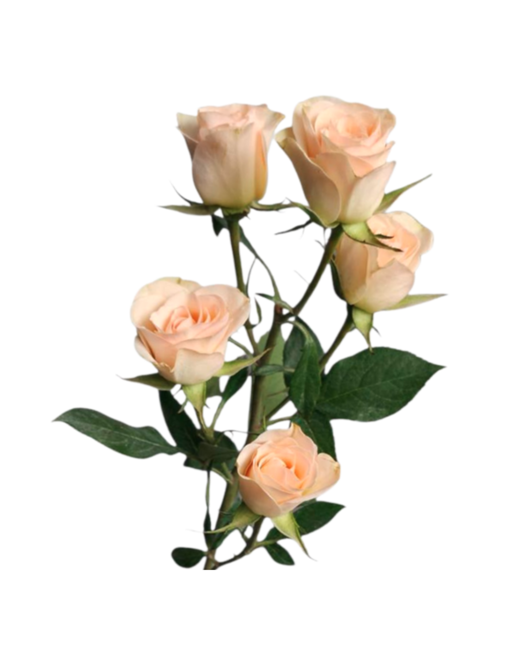 Spray Roses Peach Spray Roses Porcelina - Image 1