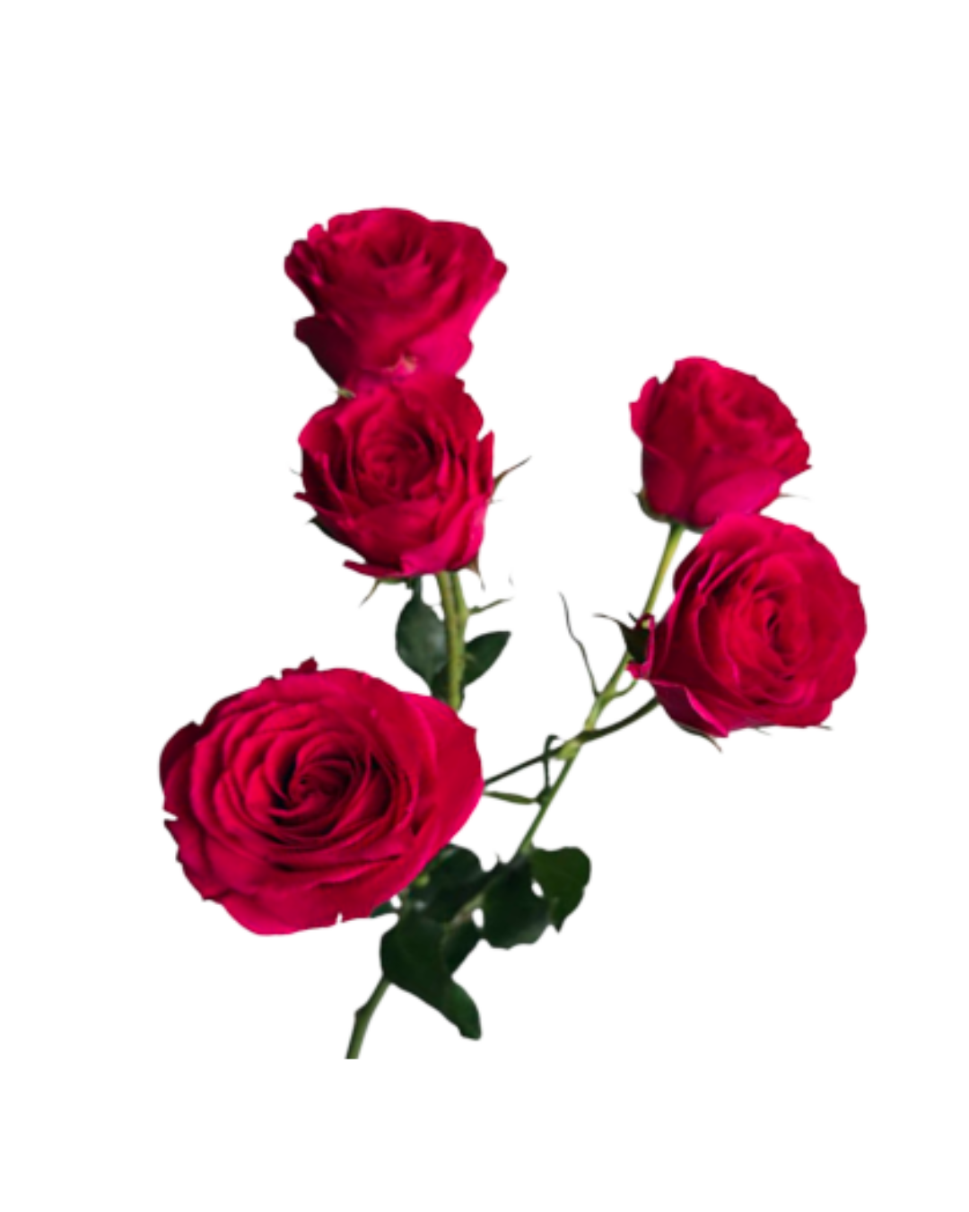 Spray Roses Red (1) Spray Roses Red - Image 1