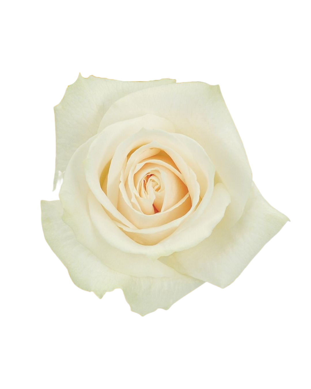 Vendela Vendela - Image 1